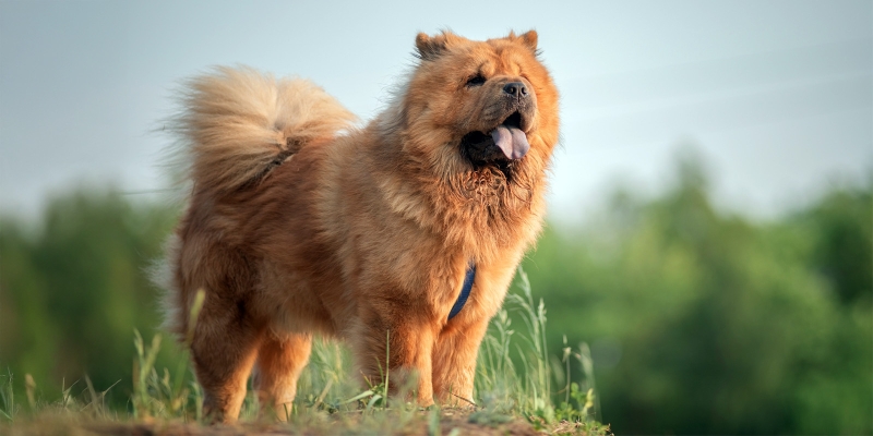 10 очень пушистых пород собак