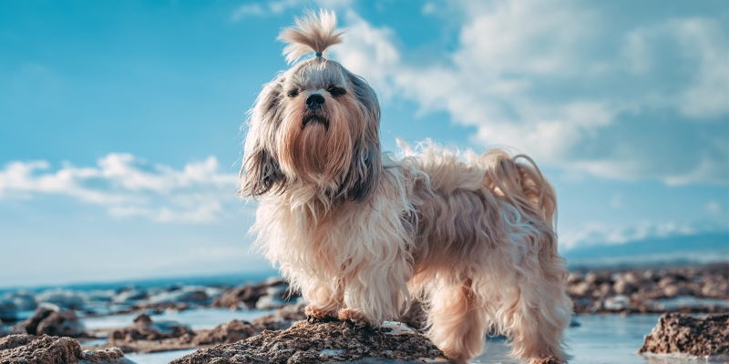 10 очень пушистых пород собак