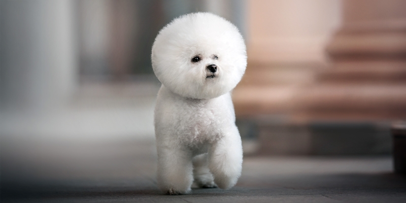10 очень пушистых пород собак