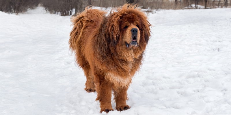 10 очень пушистых пород собак