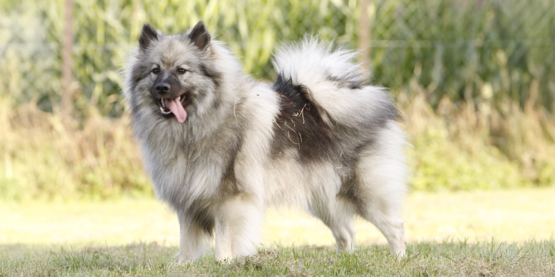 10 очень пушистых пород собак