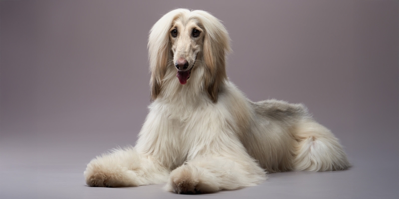 10 очень пушистых пород собак