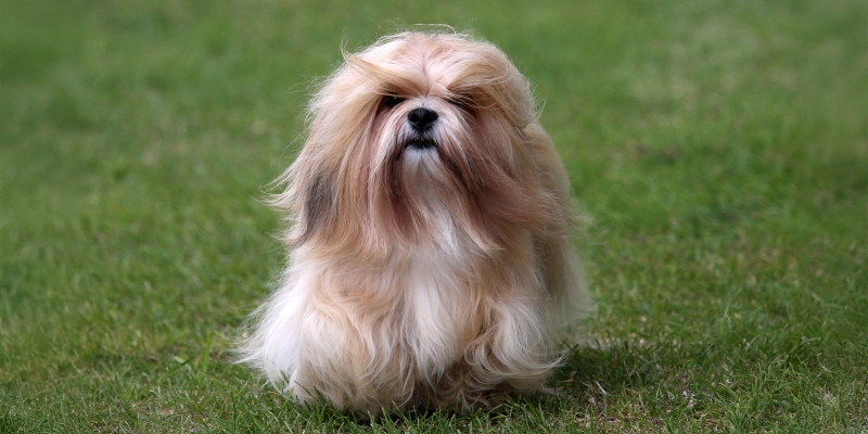 10 очень пушистых пород собак