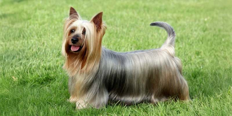 10 очень пушистых пород собак