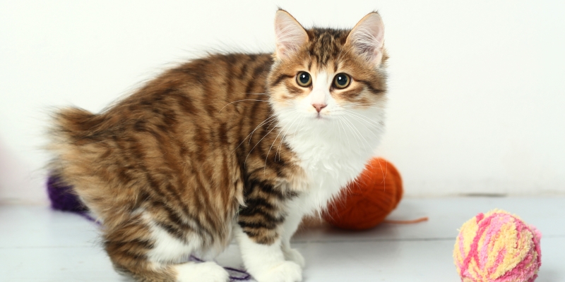 10 самых ласковых пород кошек