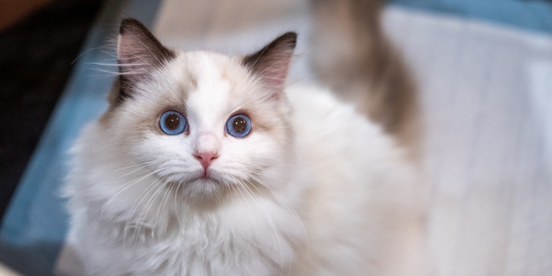 10 самых ласковых пород кошек