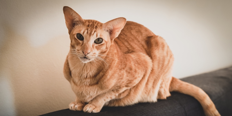 10 самых ласковых пород кошек