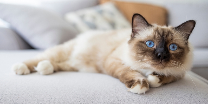 10 самых ласковых пород кошек