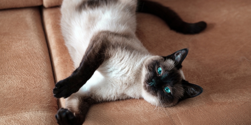 10 самых ласковых пород кошек