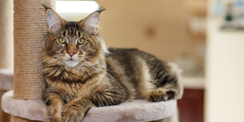 10 самых ласковых пород кошек