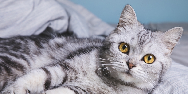 10 самых ласковых пород кошек