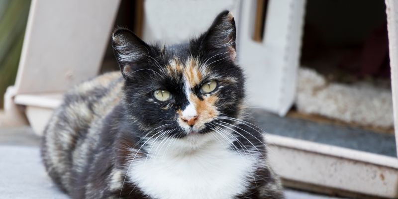 10 самых ласковых пород кошек