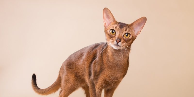 10 самых ласковых пород кошек