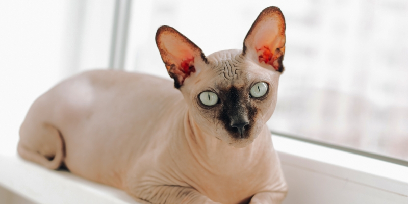 10 самых ласковых пород кошек