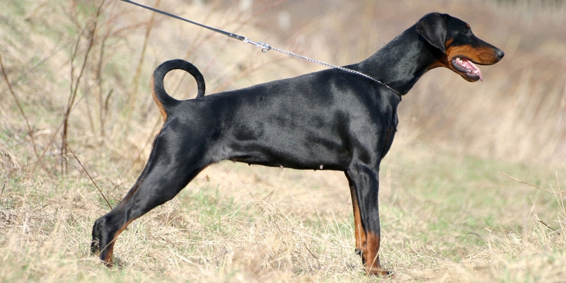 10 самых умных пород собак