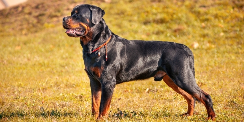 10 самых умных пород собак