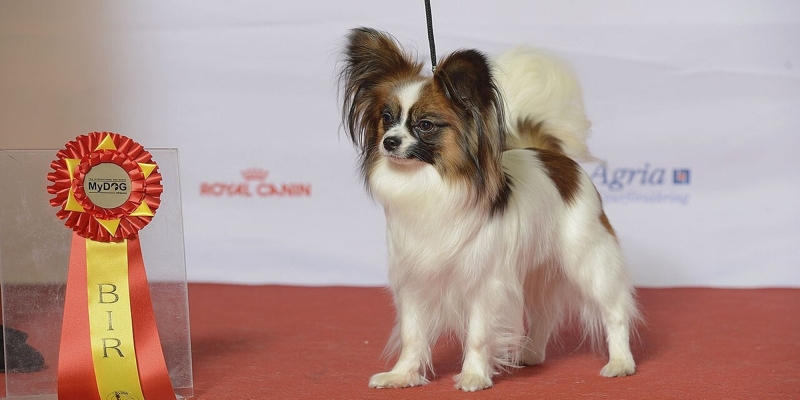 10 самых умных пород собак