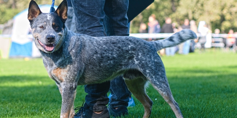 10 самых умных пород собак