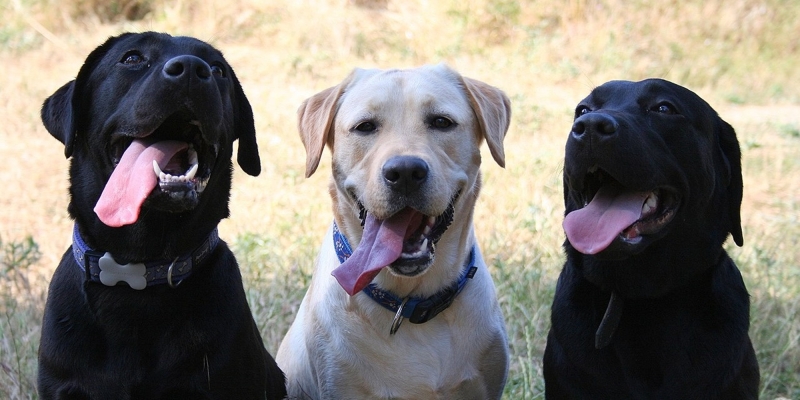 10 самых умных пород собак