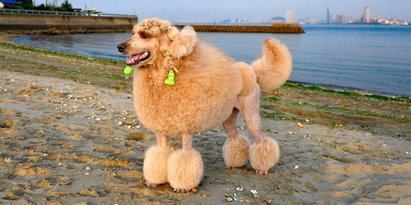 10 самых умных пород собак