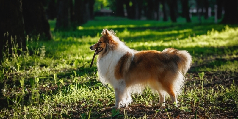 10 самых умных пород собак