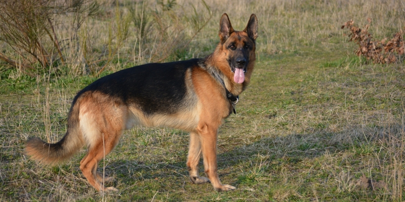 10 самых умных пород собак