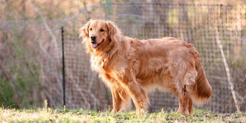 10 самых умных пород собак