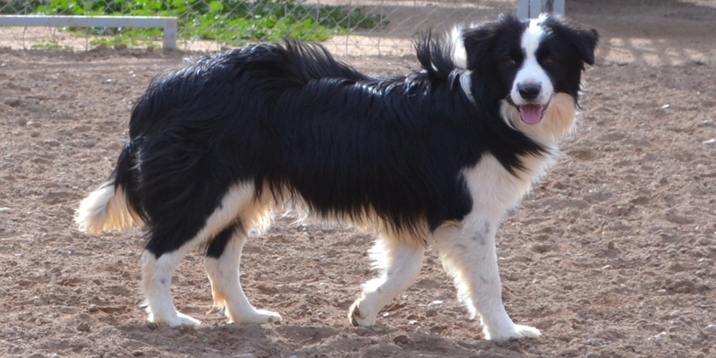 10 самых умных пород собак