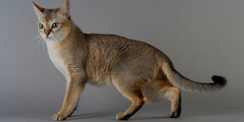 9 миниатюрных пород кошек