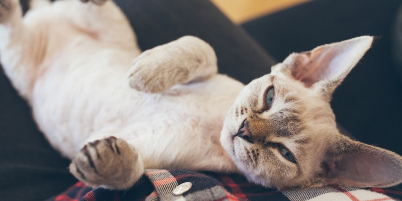 9 миниатюрных пород кошек