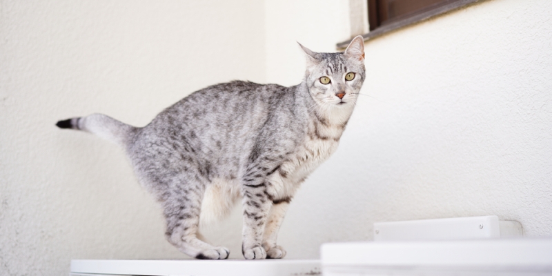 9 миниатюрных пород кошек