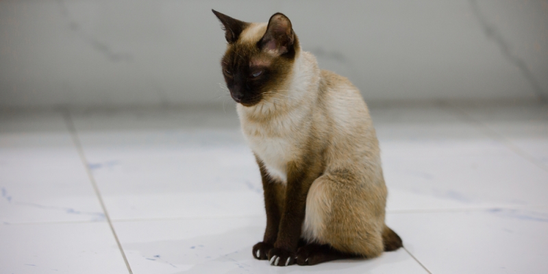 9 миниатюрных пород кошек