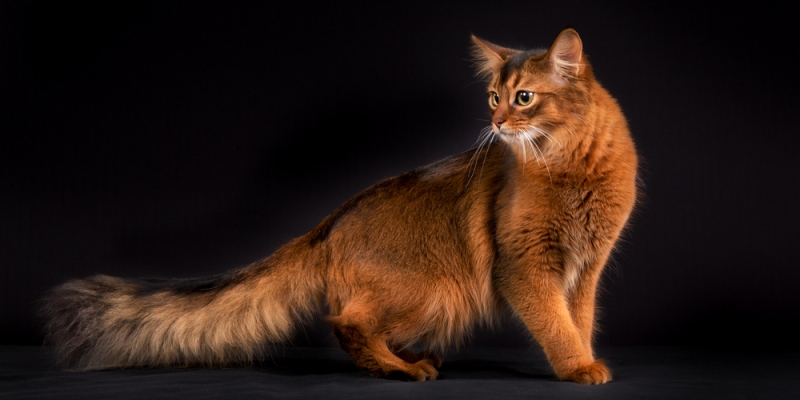 9 миниатюрных пород кошек