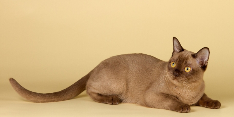 9 миниатюрных пород кошек