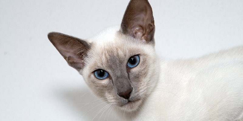 9 миниатюрных пород кошек