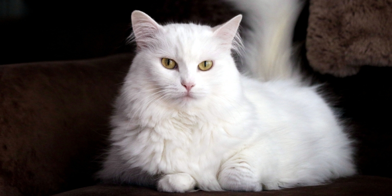 9 миниатюрных пород кошек