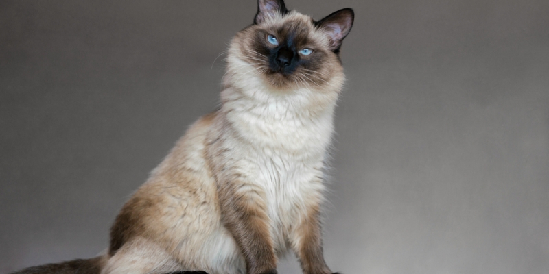 9 миниатюрных пород кошек