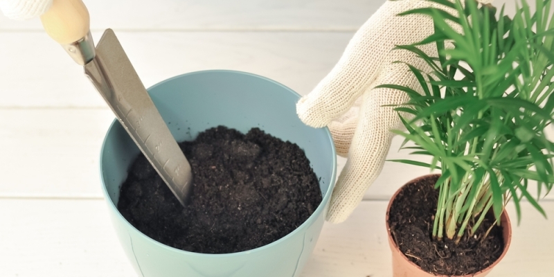 Как ухаживать за хамедореей в домашних условиях