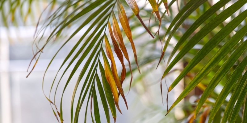 Как ухаживать за хамедореей в домашних условиях