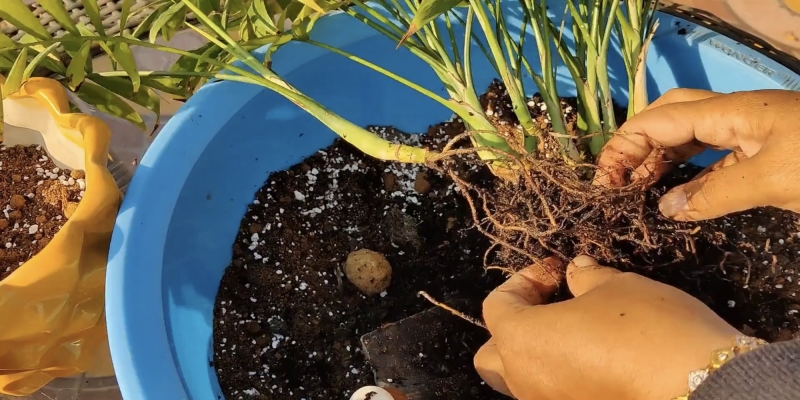 Как ухаживать за хамедореей в домашних условиях