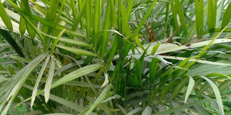 Как ухаживать за хамедореей в домашних условиях