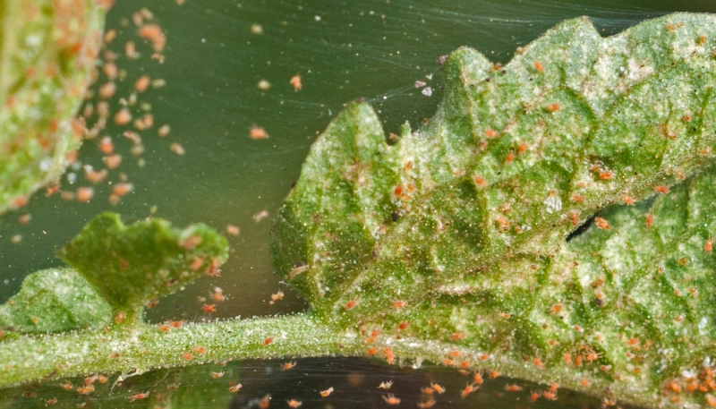 Как ухаживать за хамедореей в домашних условиях