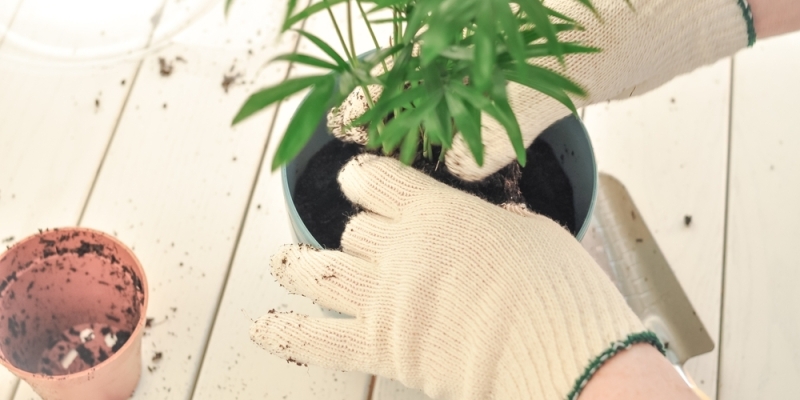 Как ухаживать за хамедореей в домашних условиях