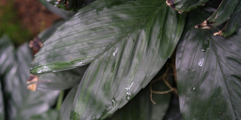 Как ухаживать за хамедореей в домашних условиях