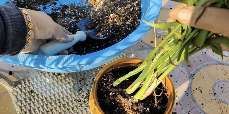 Как ухаживать за хамедореей в домашних условиях