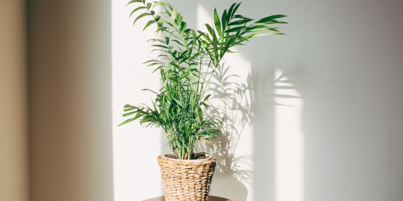 Как ухаживать за хамедореей в домашних условиях