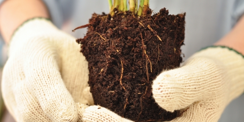 Как ухаживать за хамедореей в домашних условиях