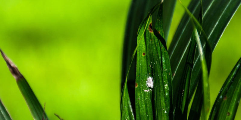 Как ухаживать за хамедореей в домашних условиях