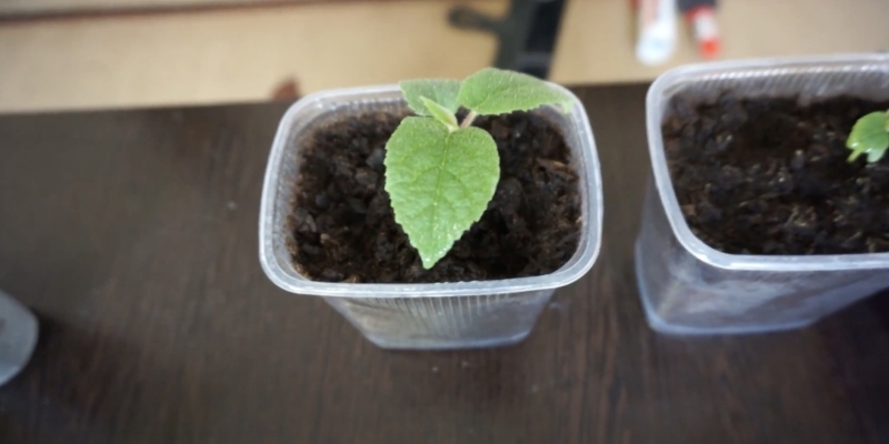 Как вырастить киви в домашних условиях