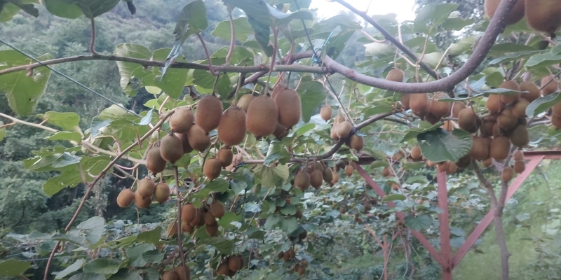 Как вырастить киви в домашних условиях